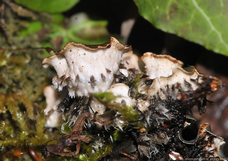 Peltigera horizontalis